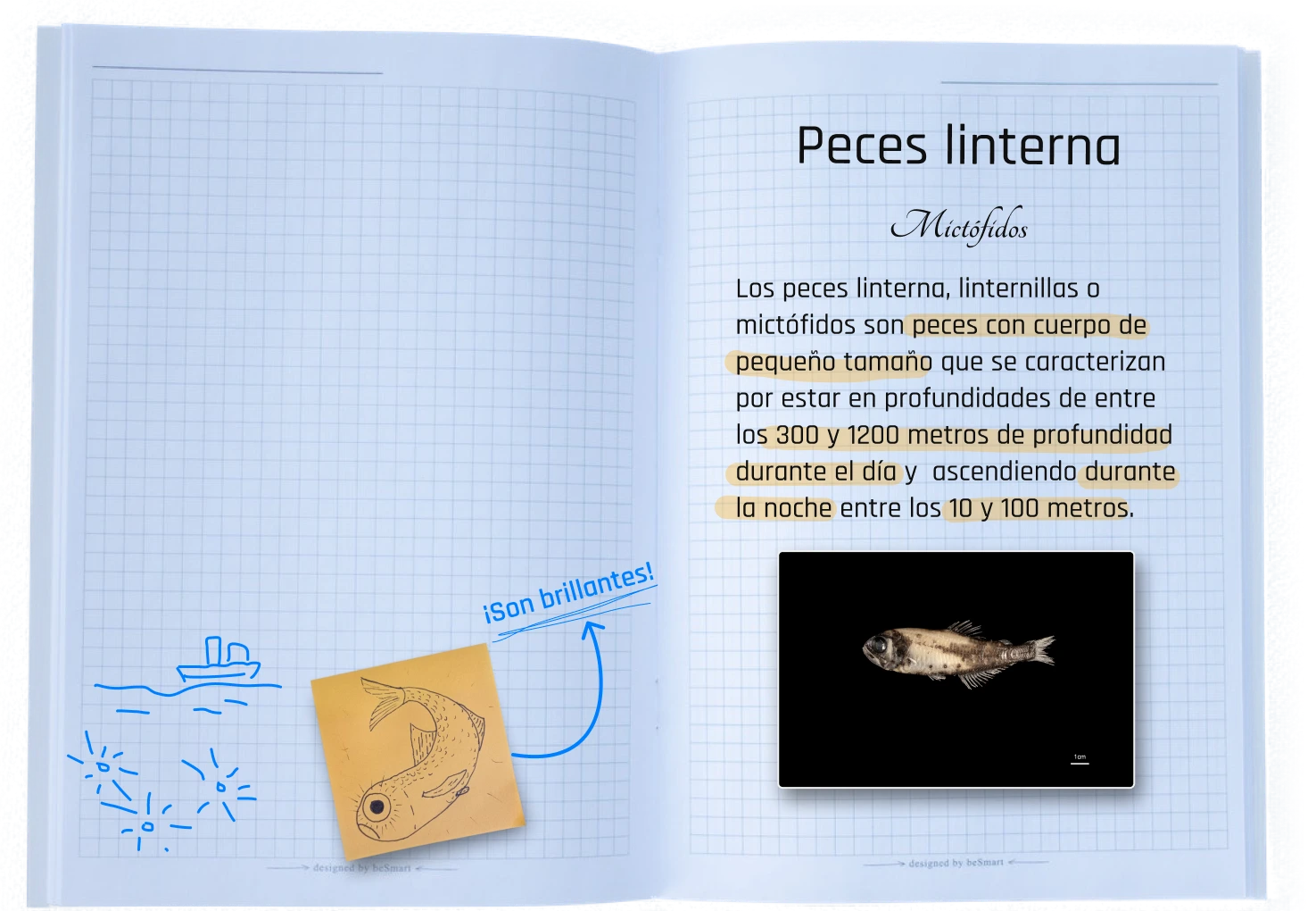 Carpeta Info Mictófidos